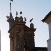 54.- 2020.08.29 CIGUEÑAS (3)